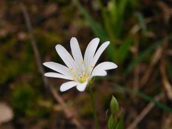 Close-up of white flowers