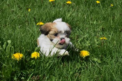 Portrait of a dog on field