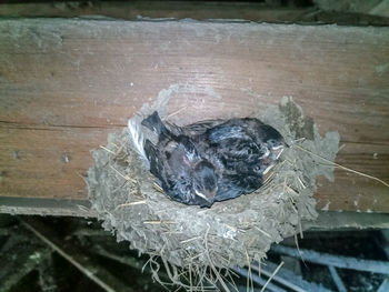 High angle view of bird in nest