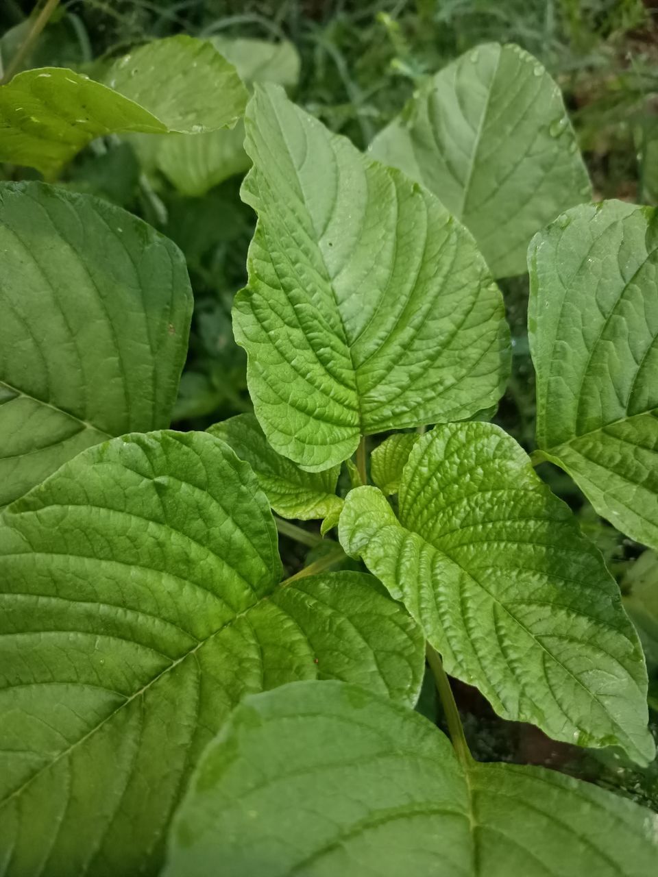 CLOSE-UP OF FRESH GREEN LEAVES