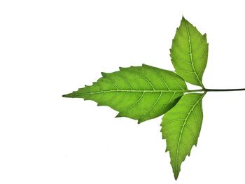 Close-up of leaf over white background