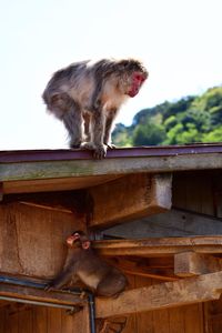 Close-up of monkeys