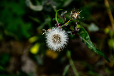 Close-up of dandelion