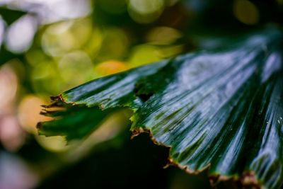 Close-up of green leaves on plant