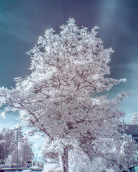 Low angle view of cherry blossom tree against sky