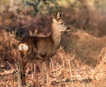 Side view of a deer on field