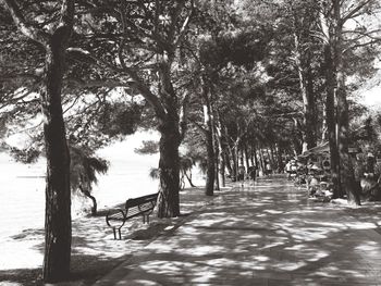 Empty chair on beach against trees