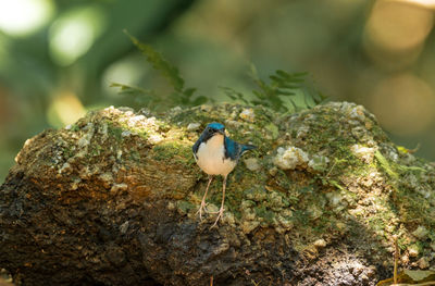 Close-up of bird perching on tree