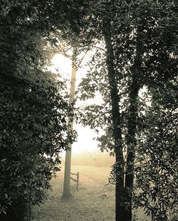 Trees on landscape against sky during sunset