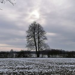 Bare trees on field against sky during winter