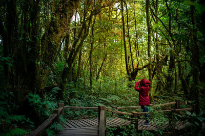 Rear view of man walking on footbridge in forest