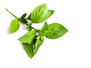 Close-up of fresh green leaves against white background