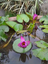 High angle view of pink lotus water lily in pond