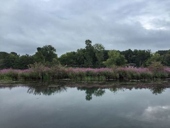 Reflection of trees in lake