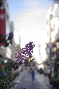 Close-up of purple flowers