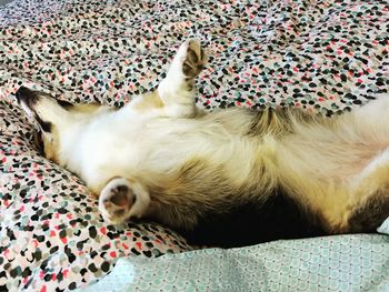 High angle view of cat sleeping on bed