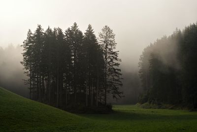 Pine trees on field against sky