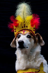 Close-up portrait of dog against black background