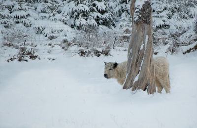 Dog on snow covered landscape