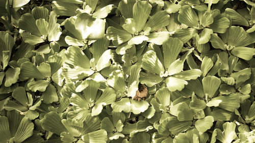 Close-up of insect on flowers