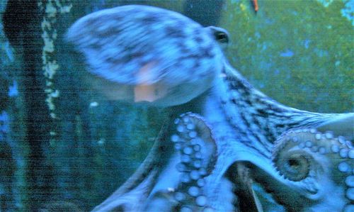 Close-up of jellyfish swimming in water