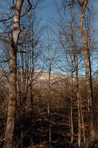 Bare trees in forest