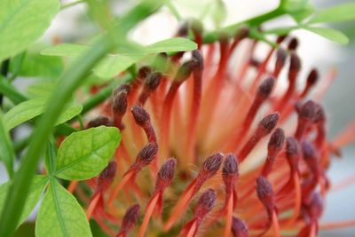 Close-up of flower