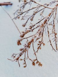 Close-up of snow on tree during winter