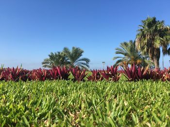 Surface level of palm trees on field against clear blue sky