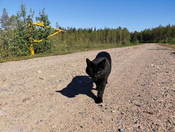 Black dog looking away