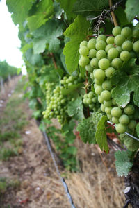 Close-up of grapes growing in vineyard