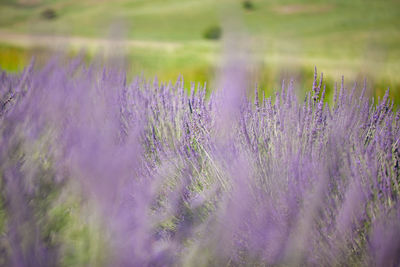 Purple flowering plants on field