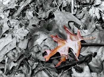 High angle view of autumn leaves on field