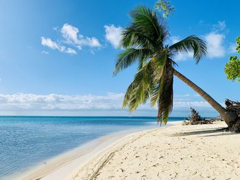 Palm trees on beach against sky