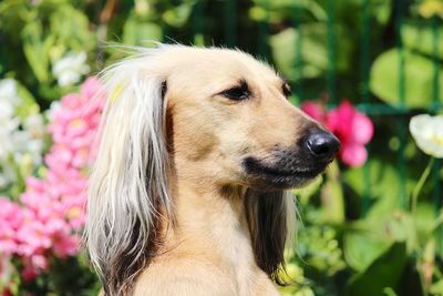 Close-up of dog