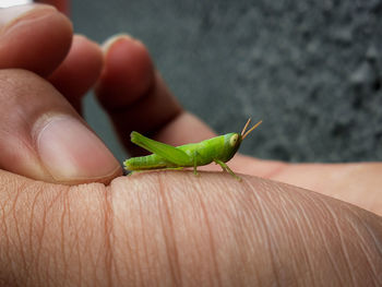 Close-up of hand on leaf