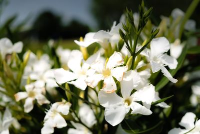 Close-up of white flowering plant