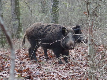 Animal in forest