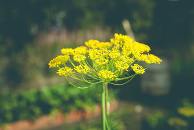 Close-up of yellow flowering plant on field