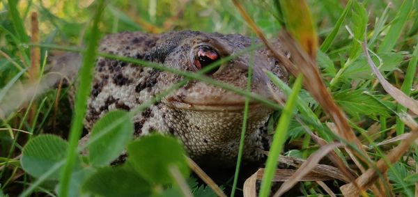 Close-up of lizard