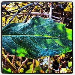 Close-up of leaf
