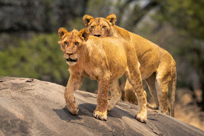 Lioness looking away