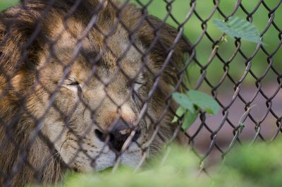 Close-up of cat seen through chainlink fence