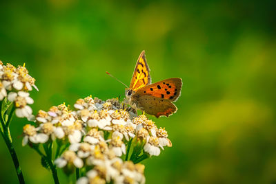 Close-up of butterfly pollinating on flower