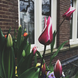 Close-up of pink flowers blooming in yard