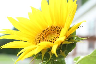 Close-up of sunflower