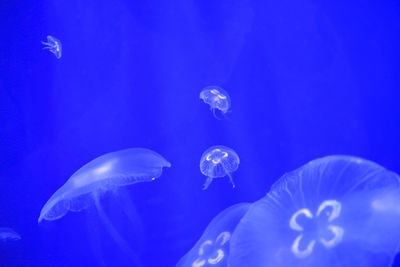 Close-up of jellyfish swimming in sea