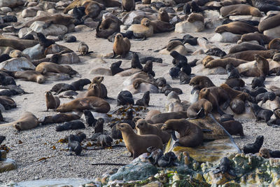 High angle view of seals on rocks at beach