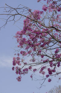 Low angle view of cherry blossoms against sky