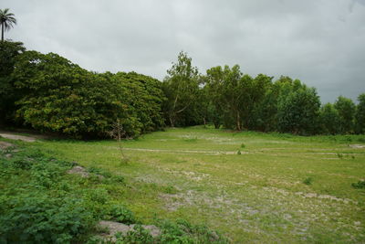 Trees on field against sky